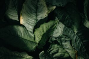 Növények szobák szerint – hol mit érdemes?