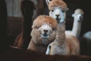 GIF-ek nyelvezete – vizuális humor a digitális korban