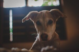 Kölyökkutya érkezik – Hogyan készülj fel?